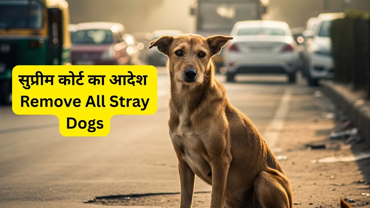 supreme court order remove stray dogs delhi ncr